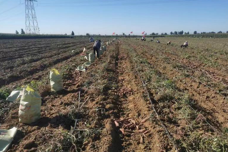 千亩红薯喜获丰收，石家庄正定县特色产业助推乡村振兴