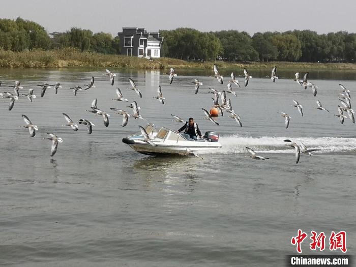鸿雁贴着湖面飞行。　沈春良 摄