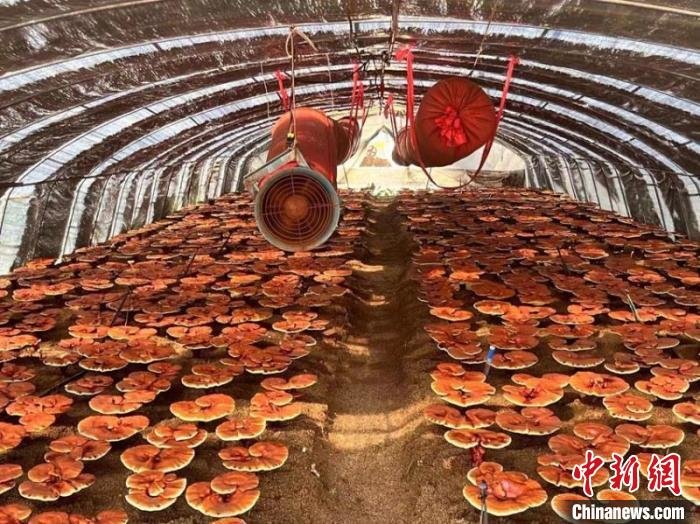 灵芝大棚内灵芝已经成熟 蛟河市委宣传部供图