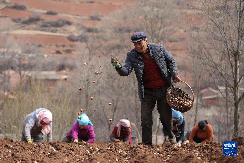 定西市渭源县元古堆村村民在播撒百合种子（2020年3月11日摄） 新华社记者 马希平 摄