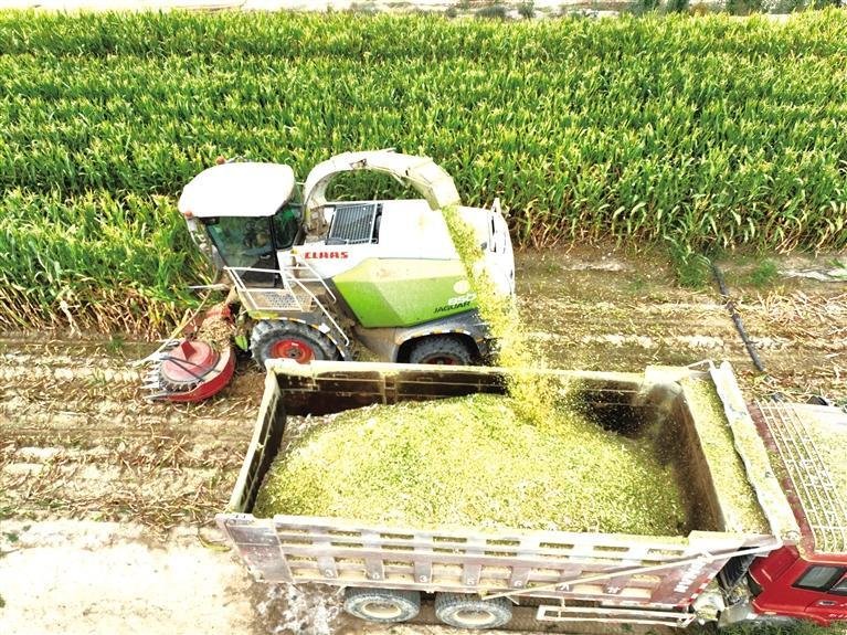 新区秦川园区5万亩玉米收割“曲正酣”