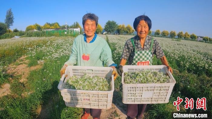 河北武邑调整种植结构逾3000亩韭菜助农增收