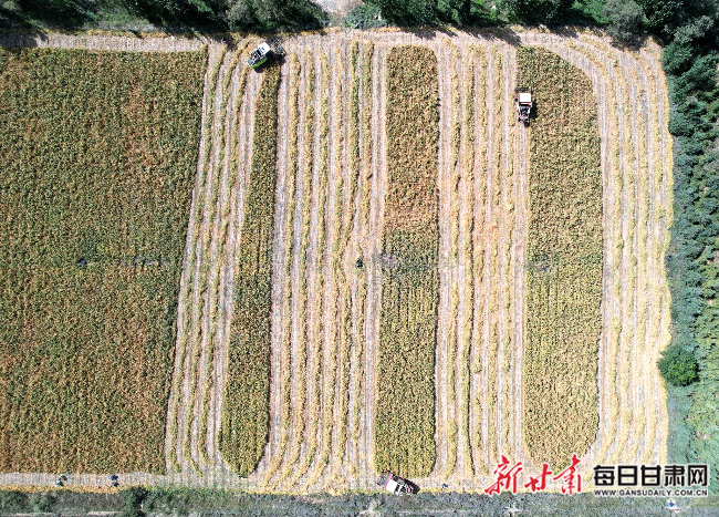 民乐县万亩谷子收获正酣