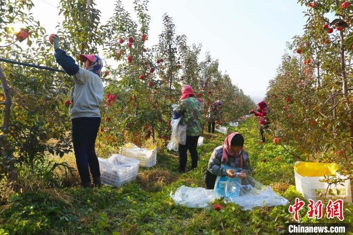 河北平泉林果种植逾40万亩辐射带动2.7万人就业
