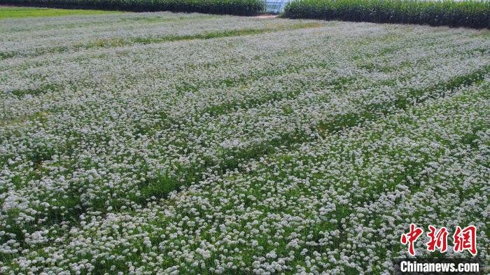 盛开的韭菜花。　张保卫 摄