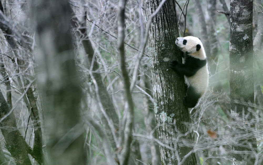 一只野生大熊猫幼崽在陕西汉中市佛坪县岳坝镇大古坪村攀登树木（2016年3月28日摄）。