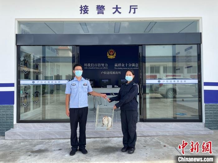 云南德宏：警民携手救助受伤猴面鹰