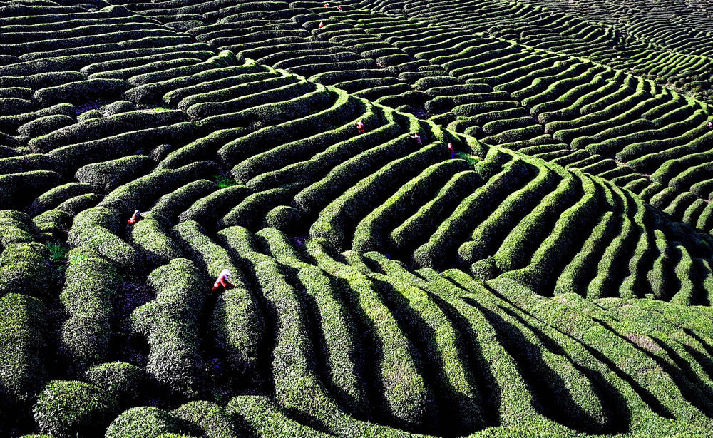 村民在陕西汉中市勉县漆树坝镇巴山万峰万亩茶园采摘新茶（4月19日摄）。