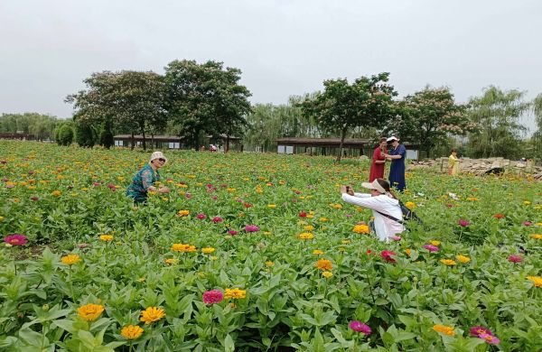 游客在花朝河湾景区百日菊花海中拍照。通讯员王红秀供图