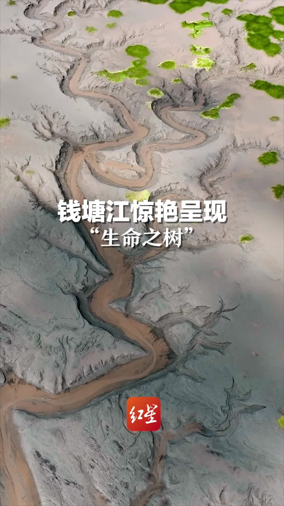 大自然的鬼斧神工！钱塘江惊艳呈现“生命之树”