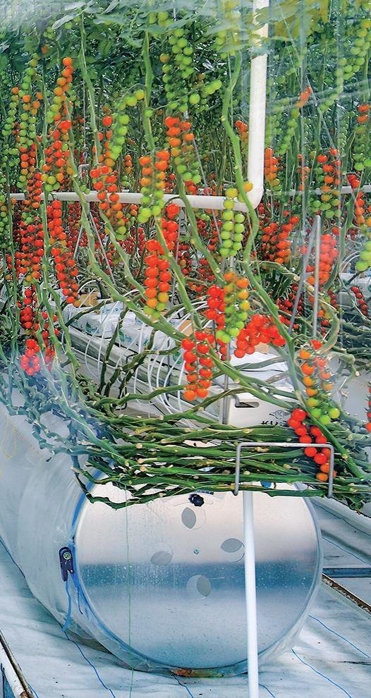 张掖海升农业公司种植的串番茄 何自军