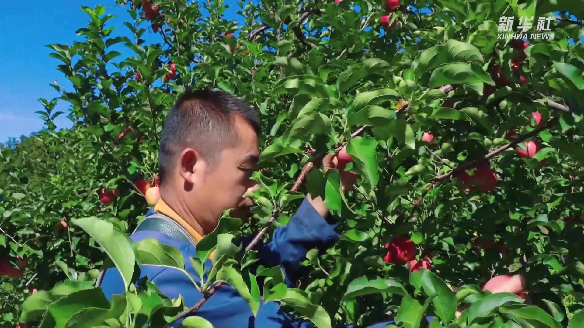 黑龙江牡丹江：苹果丰收 挂满枝头