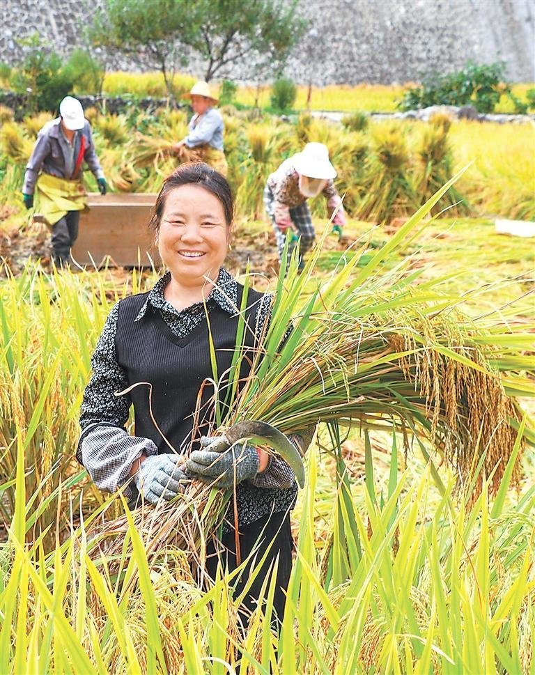 丰收季节，在白水江沿岸的稻田里，文县城关镇马家坝的农户开始大面积收割水稻。新甘肃&middot;甘肃日报通讯员 王小勇