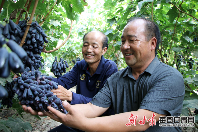 金塔县“甜蜜蓝宝石”葡萄陆续成熟上市，种植户喜笑颜开。