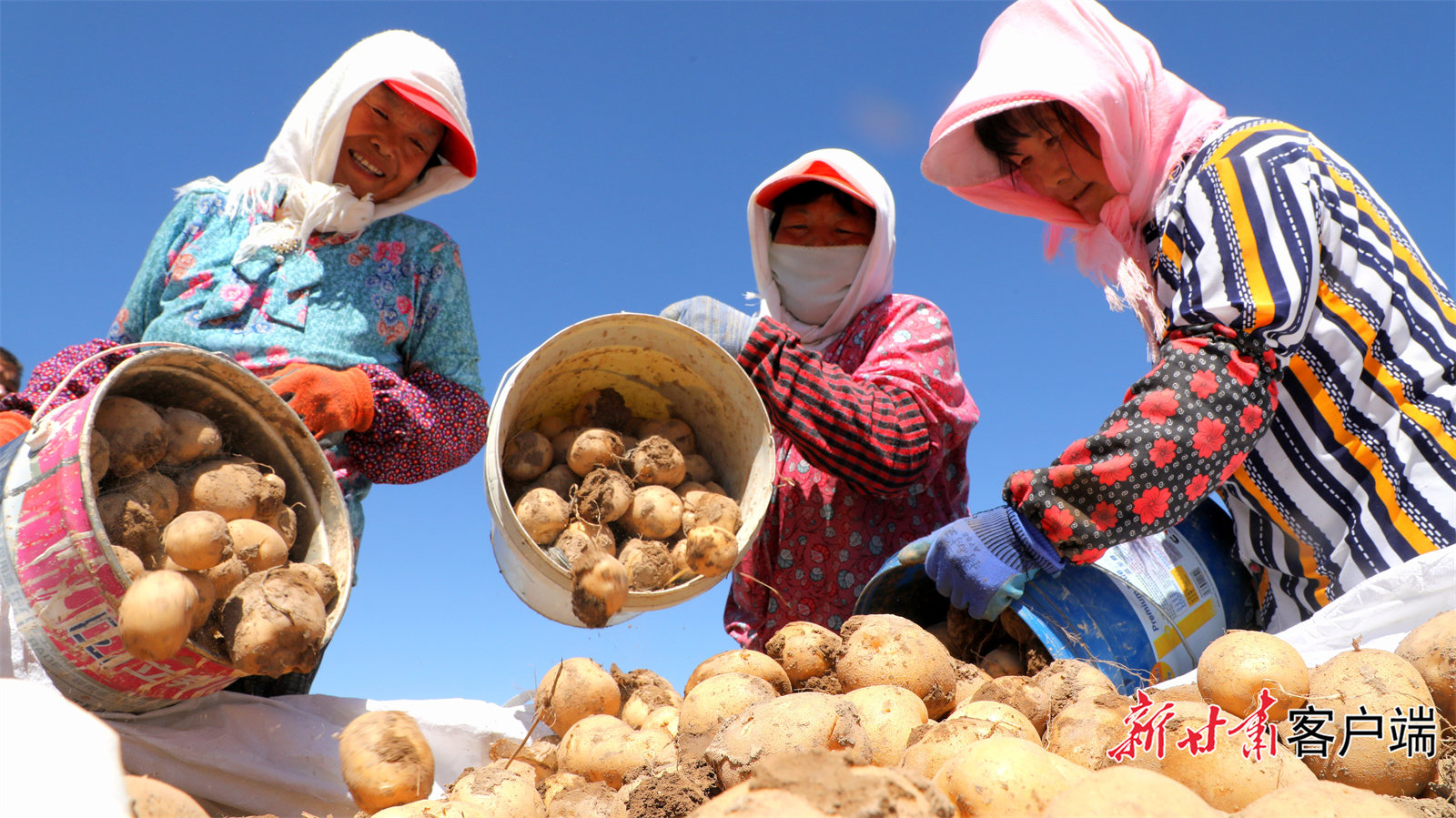金秋时节，张掖市民乐县万亩马铃薯丰收。（新甘肃·甘肃日报通讯员 王晓泾）