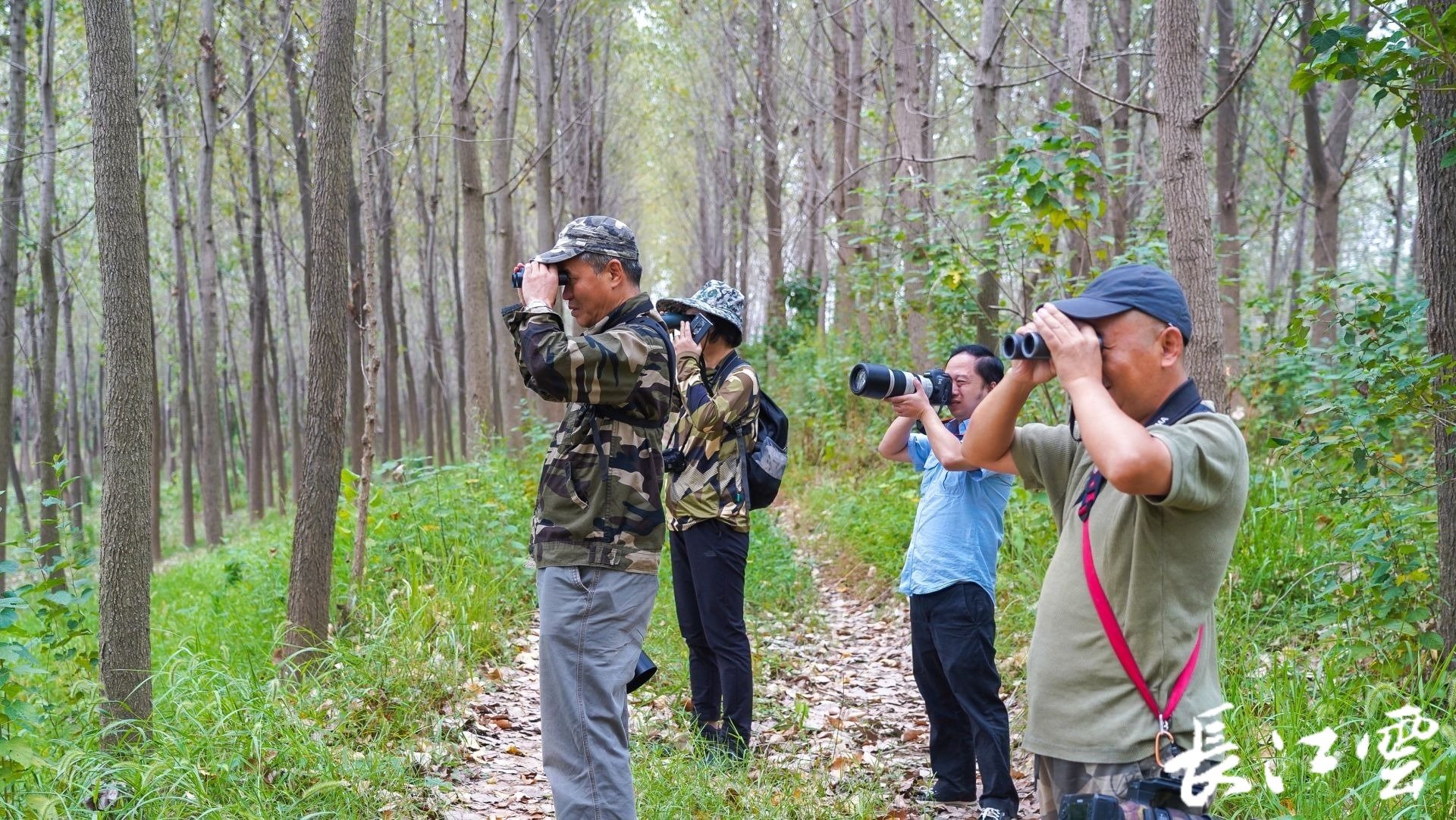 武汉市观鸟协会志愿者正在天兴洲进行鸟类观测