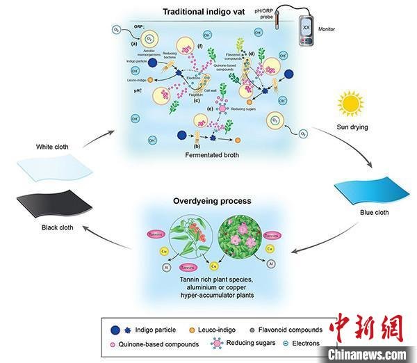 图为传统靛蓝染色工艺的理论示意图. 中国科学院昆明植物研究所供图