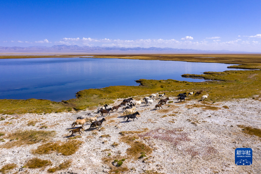 9月27日，一群骏马在小苏干湖畔奔跑（无人机照片）。