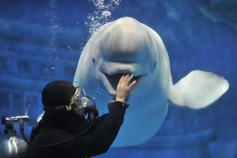 享动画IP嘉年华赏民俗市集 青岛极地国庆“鲸”彩无限