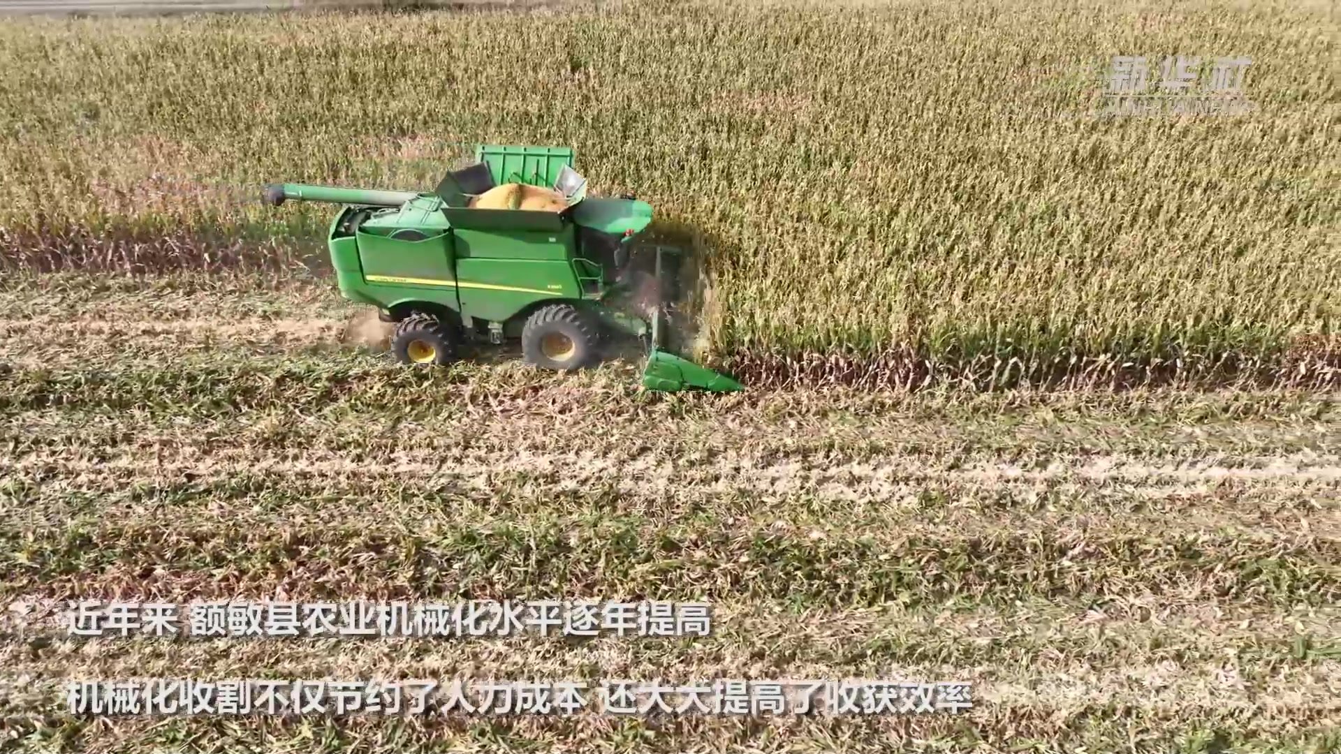 新疆额敏县115万亩玉米收获正忙