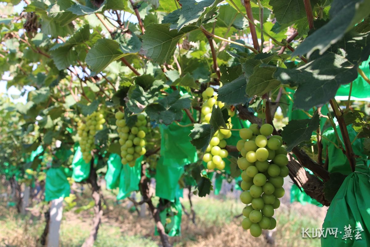 石家庄市藁城区常安镇北楼村葡萄园内,成串的葡萄正等待采摘.
