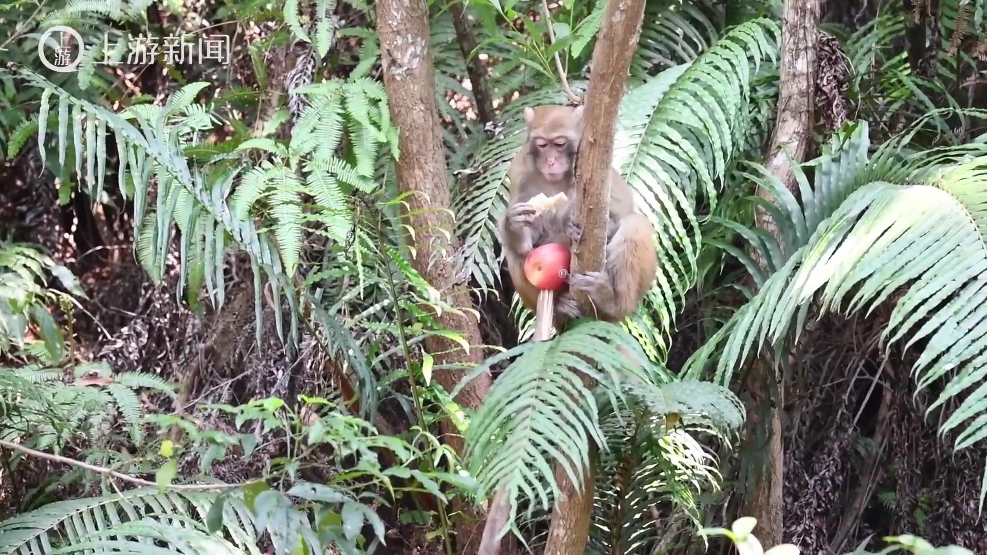 野生猕猴现身东莞大岭山森林公园？园方：不打扰就是最好的保护