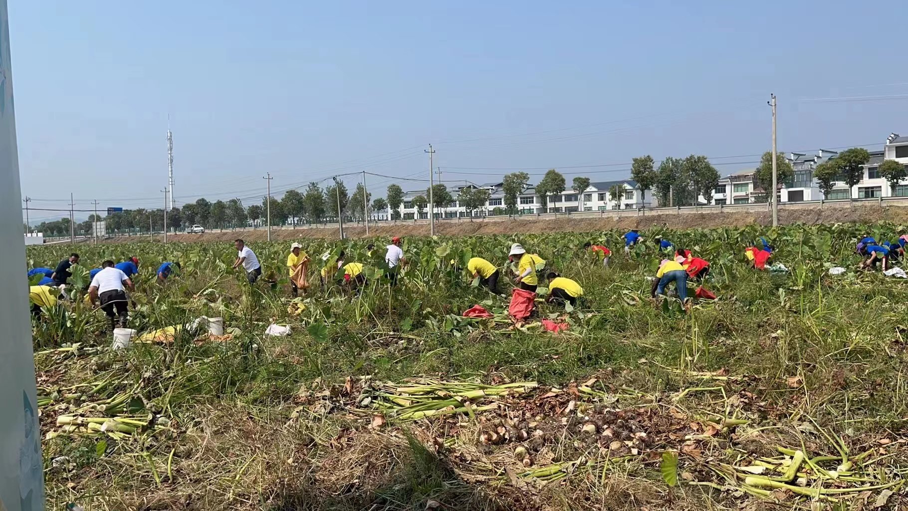 “芋”发精彩 五大活动点亮铅山红芽芋丰收节