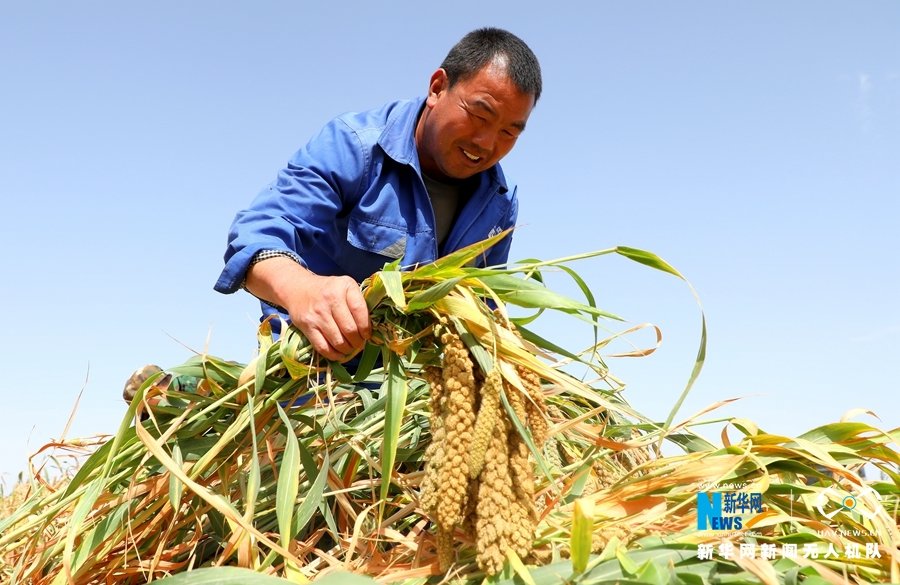陇原干饭人速速就“胃” 丰收“色号”里你pick哪款