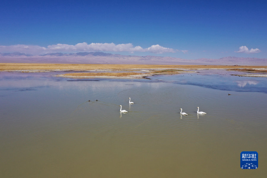 9月27日，天鹅和水鸟在小苏干湖上游动觅食（无人机照片）。新华社发（高宏善 摄）