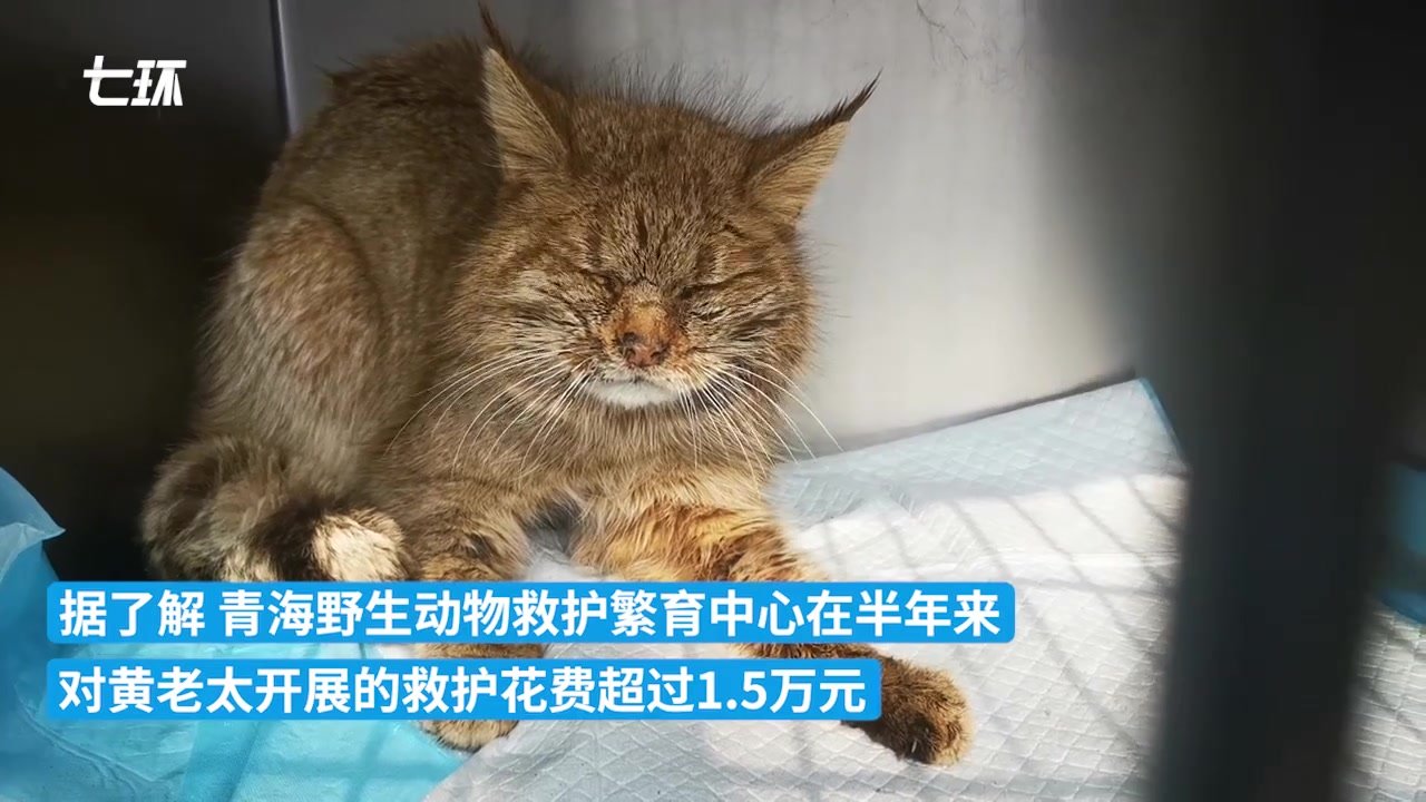 青海一荒漠猫获救半年后恢复健康，将定居动物园