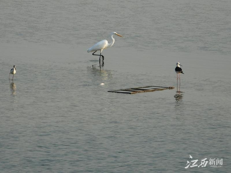 ▲大白鹭和黑翅长脚鹬