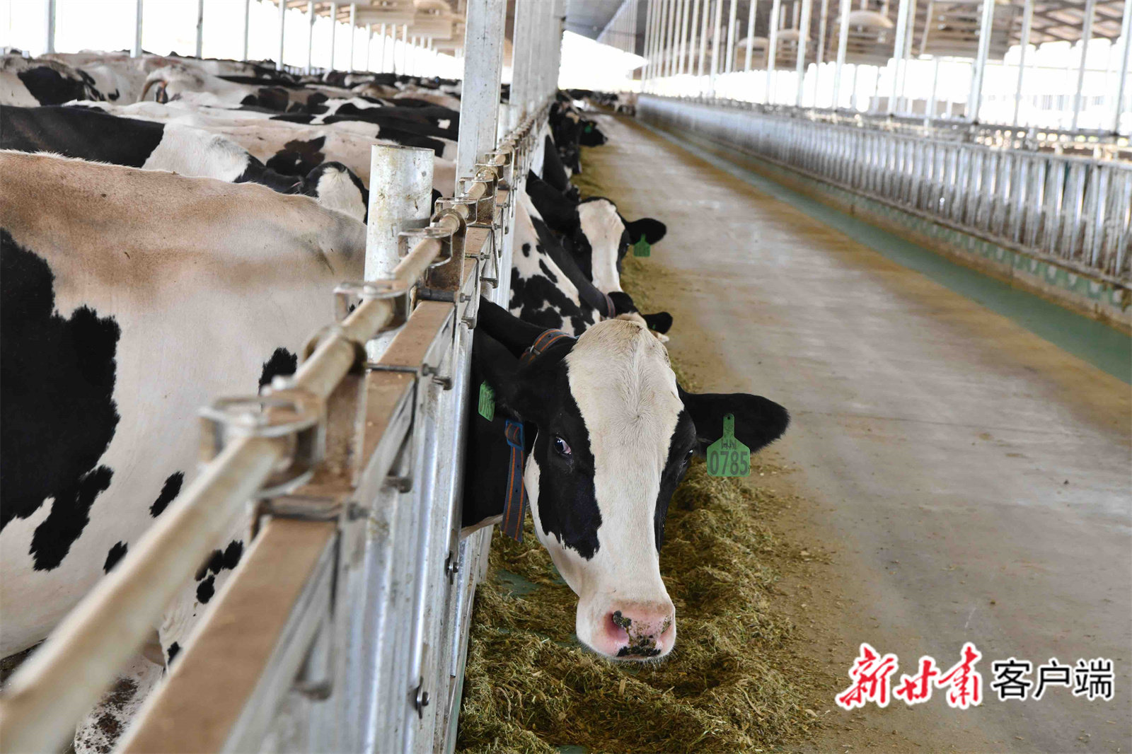 武威“百亿级”产业链起航 加速“犇”向新征程