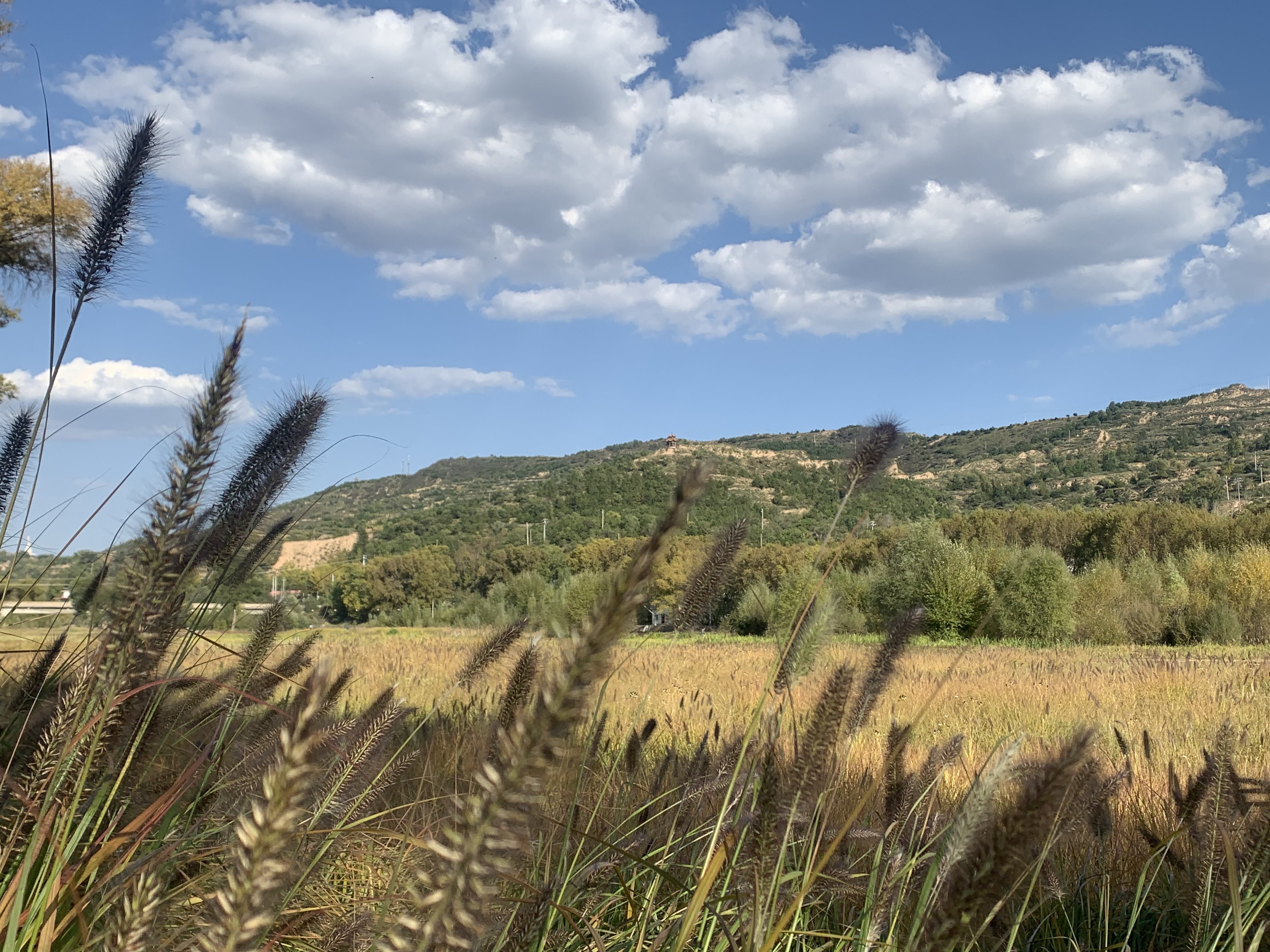 图为山西静乐汾河川国家湿地公园美景（衡田田 摄）