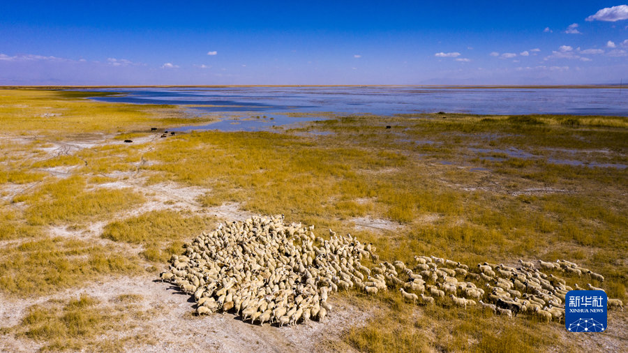 9月27日，牛羊在大苏干湖畔觅食（无人机照片）。新华社发（高宏善 摄）