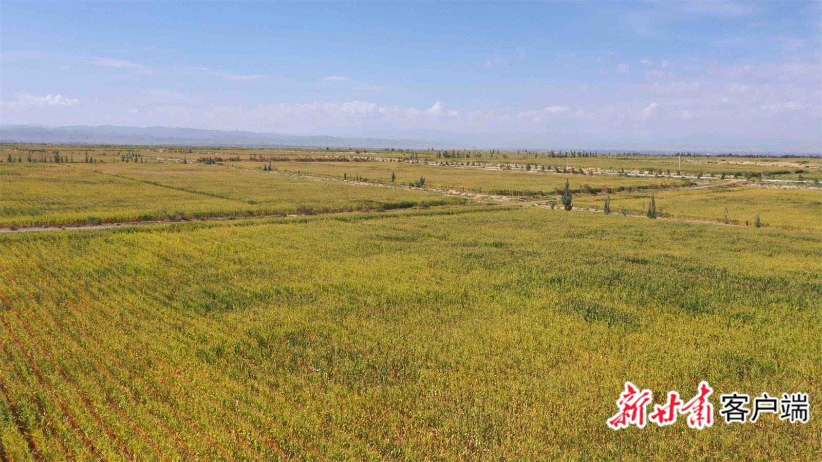 武威“百亿级”产业链起航 加速“犇”向新征程