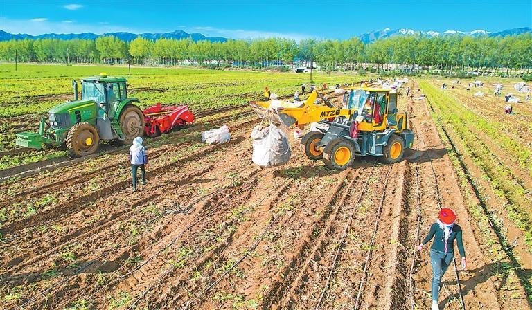 近日，张掖市民乐现代丝路田园综合体万亩马铃薯喜获丰收。新甘肃&middot;甘肃日报通讯员 王晓泾