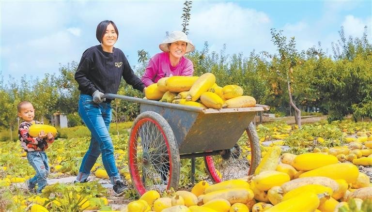 金秋时节，庆城县桐川镇景家湾村种植的籽用葫芦成熟，种植户们忙着采收、脱籽。新甘肃&middot;甘肃日报通讯员 王启宁