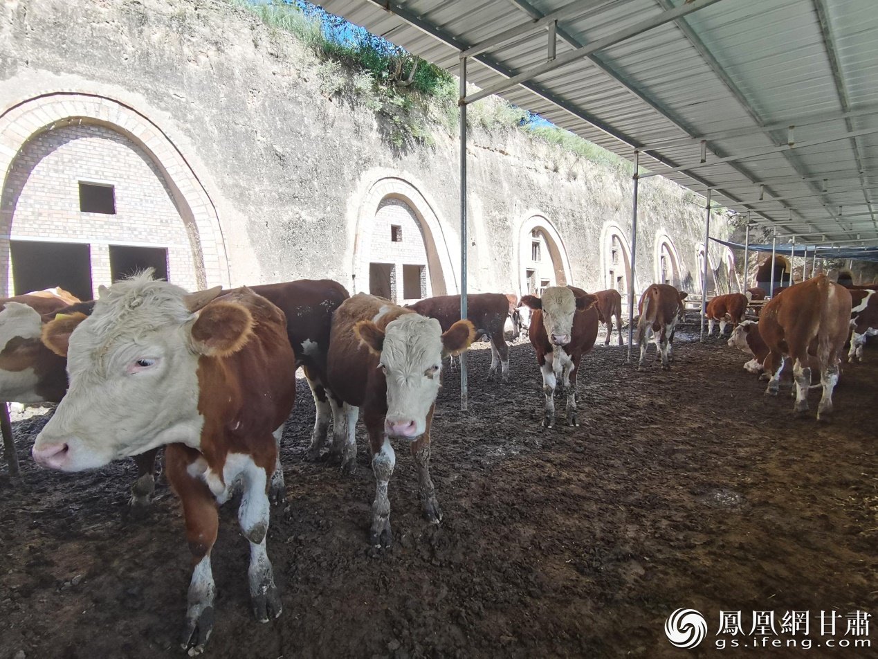 泾川县玉都镇摆旗村勤民养殖农场一角 侯赟 摄