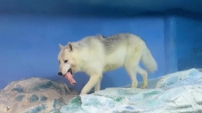 世界首只克隆北极狼首次公开亮相