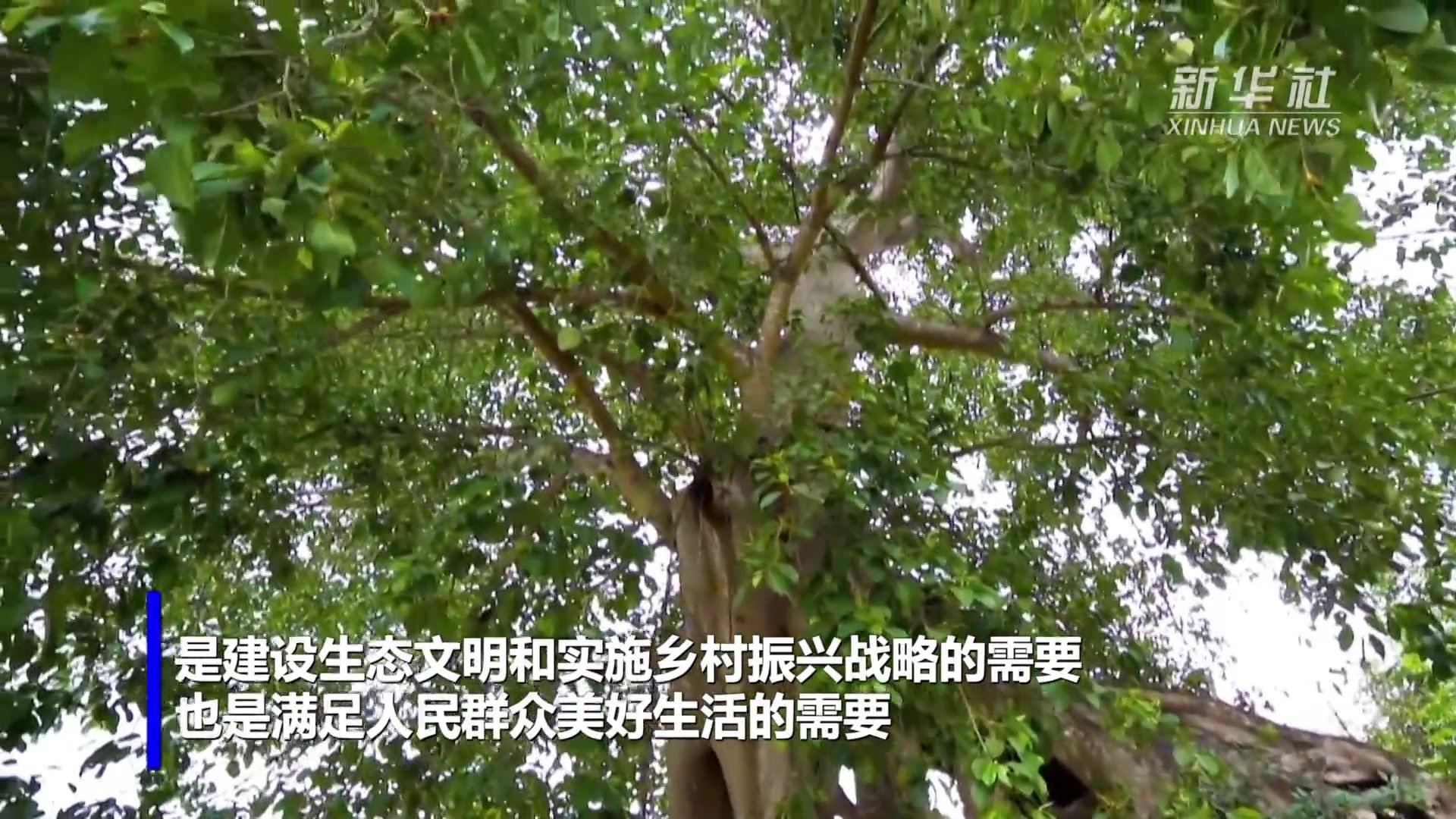 上海古树名木,上海古树名木查询,上海常见树木(第2页)_大山谷图库