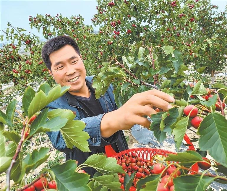 9月21日，通渭县常家河山楂小镇村民采摘山楂。新甘肃&middot;甘肃日报通讯员 陈佰万