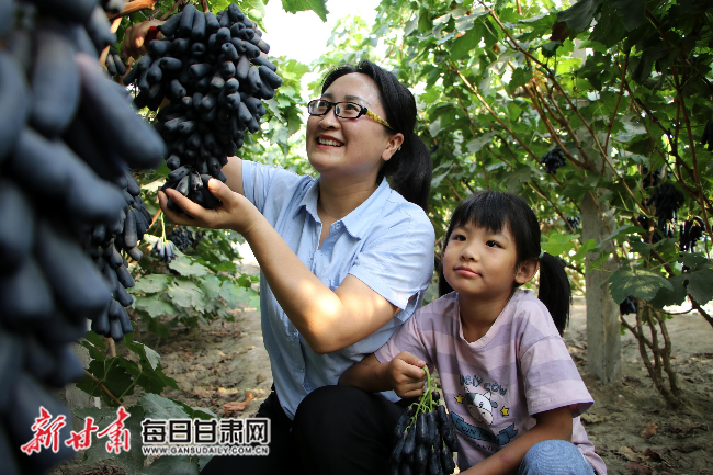 市民采购葡萄，体验采摘乐趣。