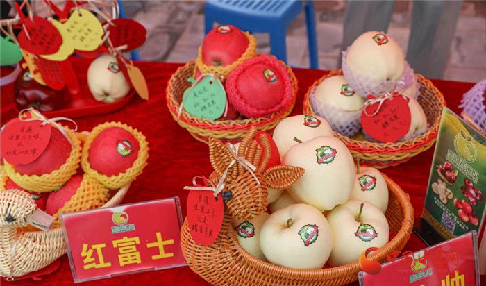 秦安县苹果丰收