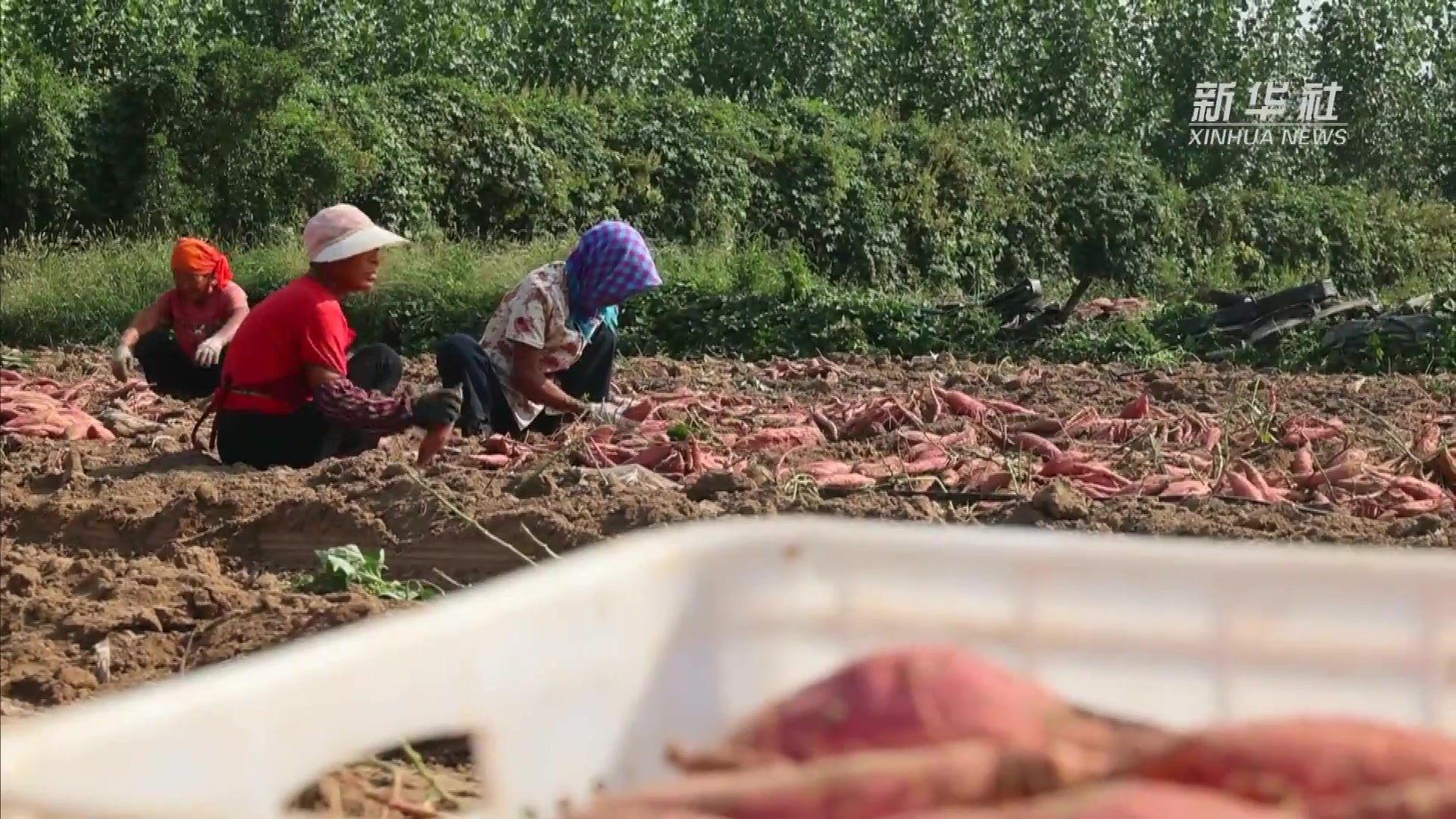 河北河间：红薯种植助农增收