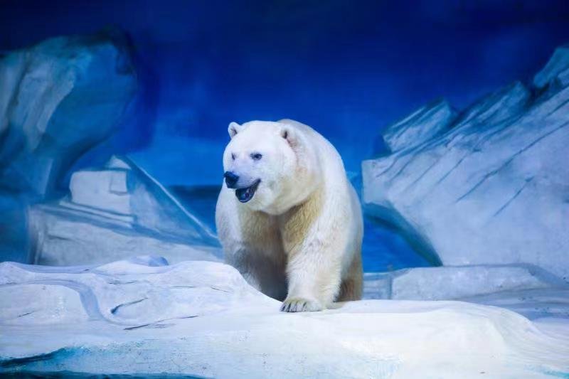 享动画IP嘉年华赏民俗市集 青岛极地国庆“鲸”彩无限