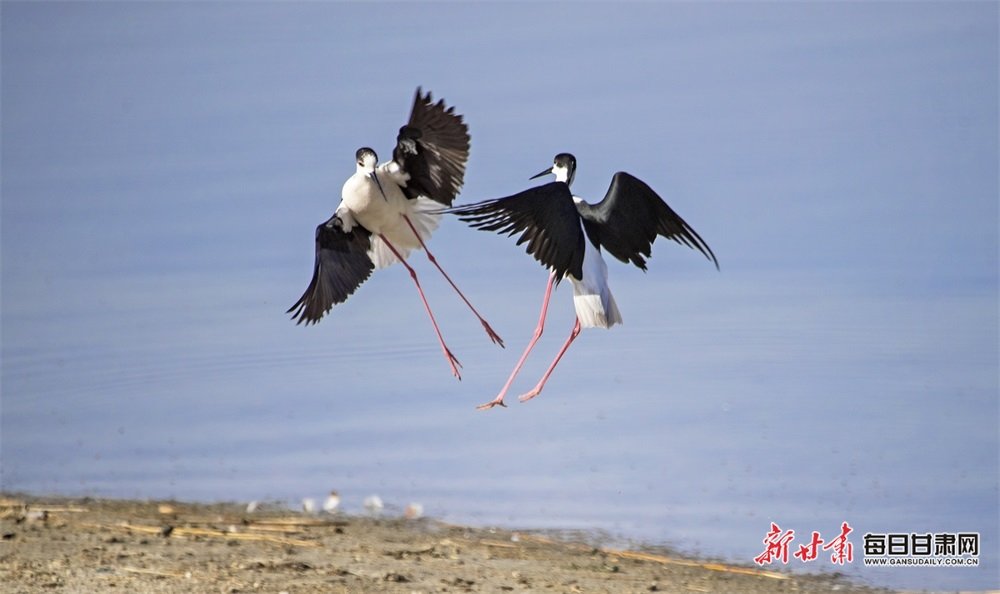 黑翅长脚鹬在黑河湿地嬉戏