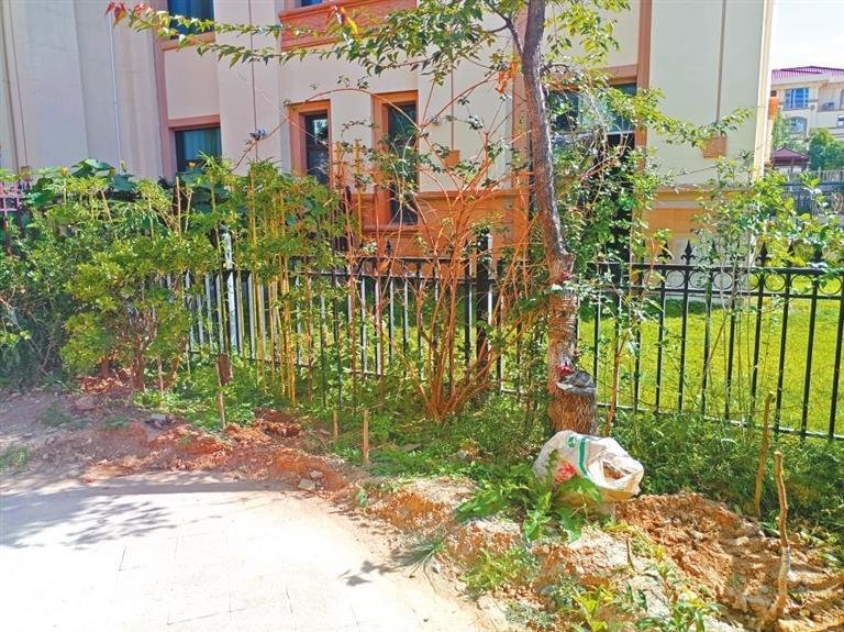 防护栏外种上竹子