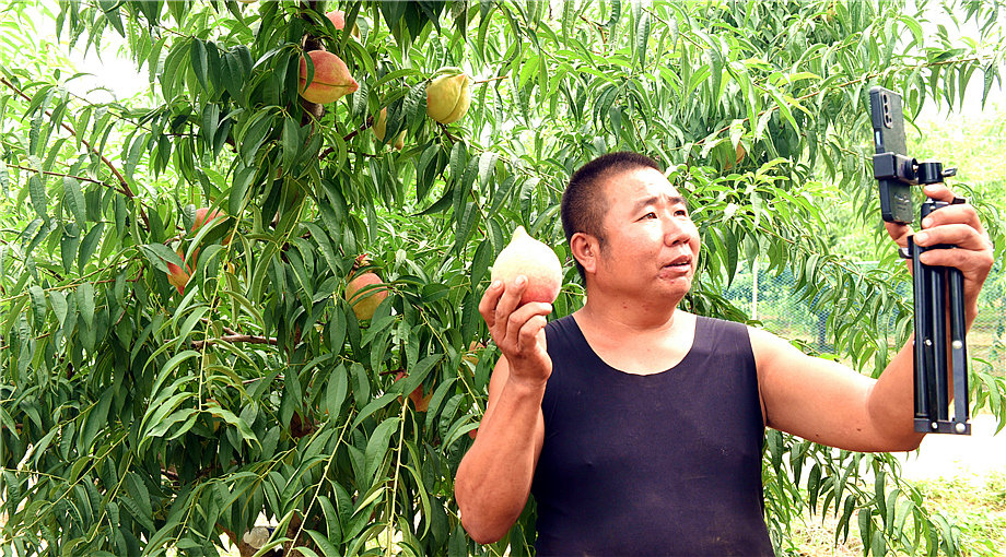 丰收节特写：衡水深州蜜桃1_副本.jpg
