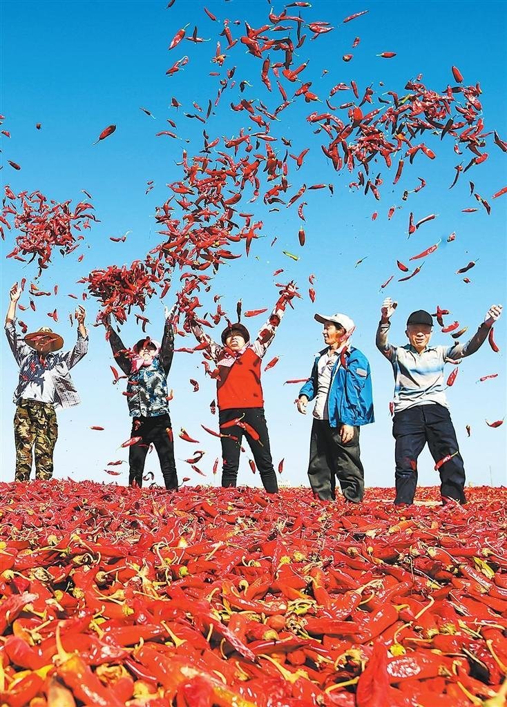 近日，金塔县种植户抢抓晴好天气晾晒辣椒。位于县城南部的茫茫戈壁滩上，红红的新鲜辣椒将戈壁滩染成一片红色的海洋，构成一道独特的风景线。新甘肃&middot;甘肃日报通讯员 曹红祖