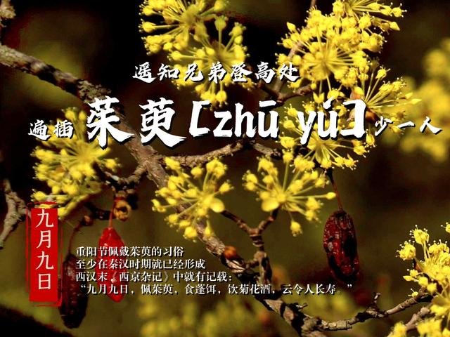 重阳节 为何要“遍插茱萸”?